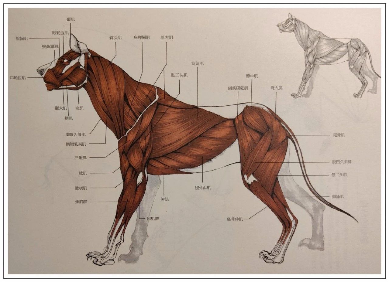 狗解剖与内脏 4k 纹理3D模型 - TurboSquid 1677558
